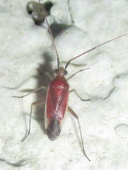 Stenotus pylaon