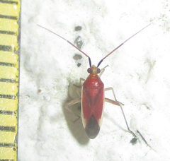 Stenotus pylaon