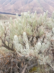 Artemisia rigida