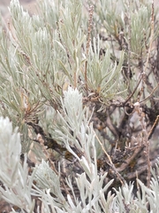 Artemisia rigida