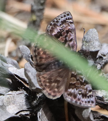 Erynnis martialis