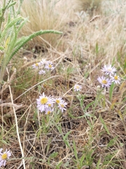 Erigeron corymbosus