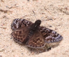 Erynnis martialis
