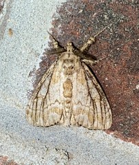 Dasychira atrivenosa