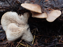 Lentinellus montanus