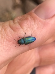 Chrysophana placida