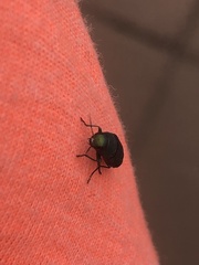Chrysophana placida