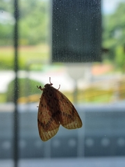 Barsine striata