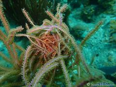 Astrophyton muricatum