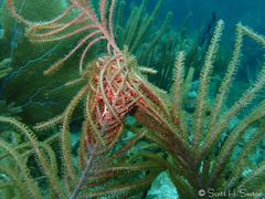 Astrophyton muricatum