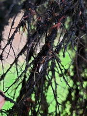 Coelostomidia wairoensis