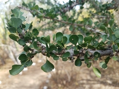 Randia obcordata
