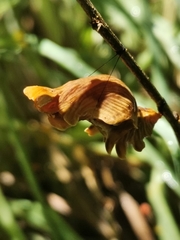 Troidini
