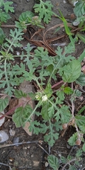 Parthenium confertum
