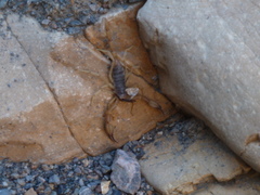 Smeringurus vachoni