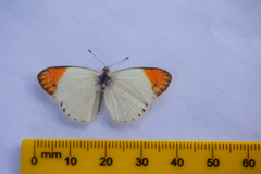 Colotis evagore