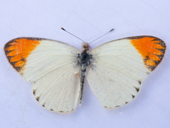 Colotis evagore