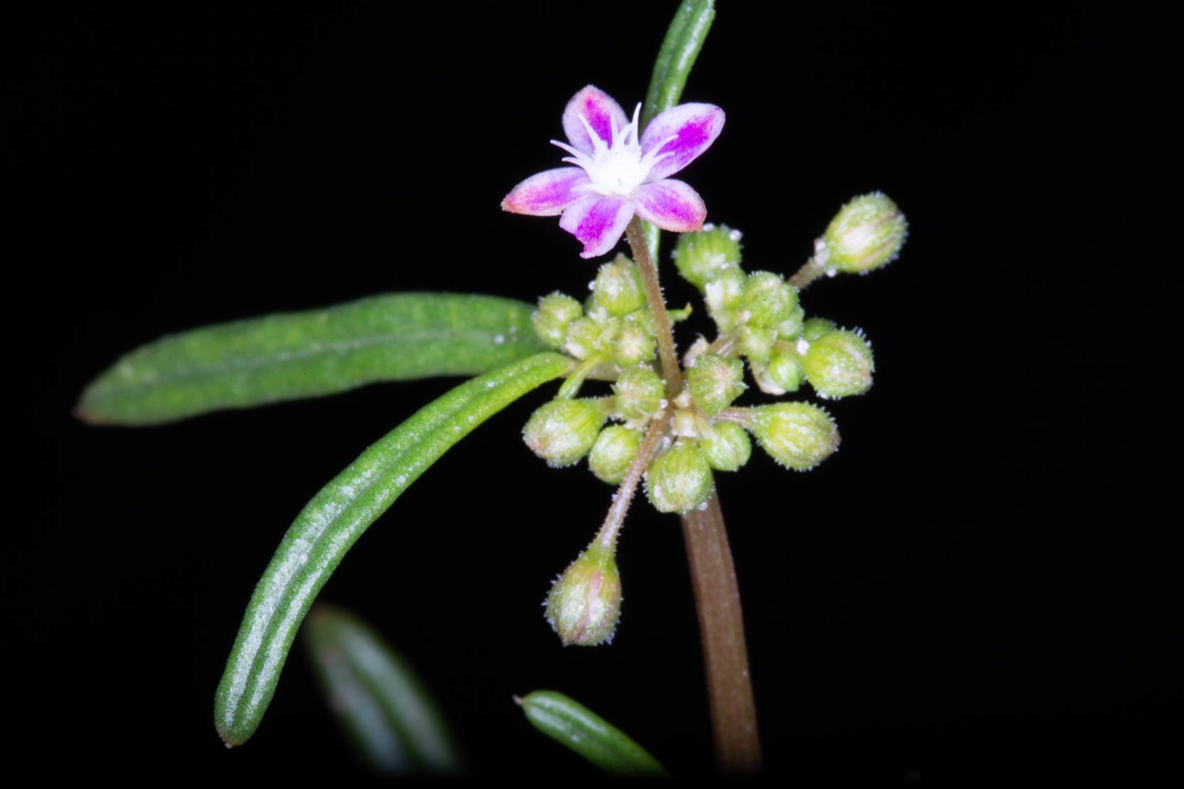 Gisekiaceae