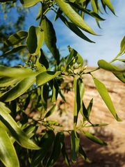 Vallesia glabra