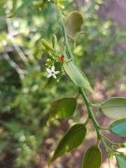 Vallesia glabra