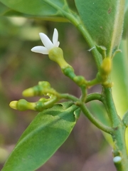 Vallesia glabra