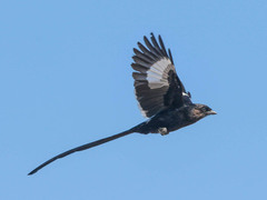 Lanius melanoleucus melanoleucus