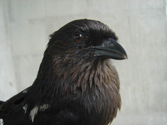 Lanius melanoleucus melanoleucus