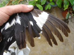 Lanius melanoleucus melanoleucus