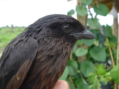 Lanius melanoleucus melanoleucus