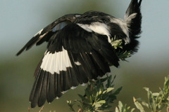 Lanius melanoleucus melanoleucus