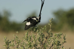 Lanius melanoleucus melanoleucus