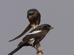 Lanius melanoleucus melanoleucus