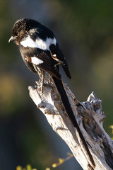 Lanius melanoleucus melanoleucus