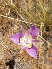 Calochortus macrocarpus macrocarpus
