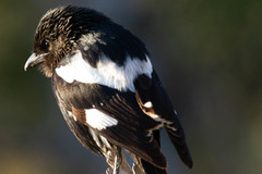 Lanius melanoleucus melanoleucus
