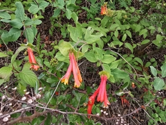Lonicera pilosa