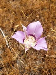 Calochortus macrocarpus macrocarpus