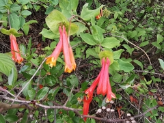 Lonicera pilosa