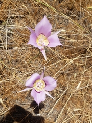 Calochortus macrocarpus macrocarpus
