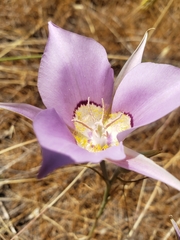 Calochortus macrocarpus macrocarpus