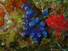 Clavelina puertosecensis
