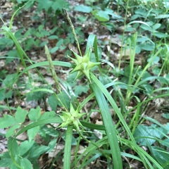 Carex intumescens
