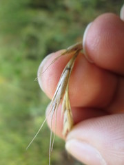 Elymus trachycaulus subsecundus