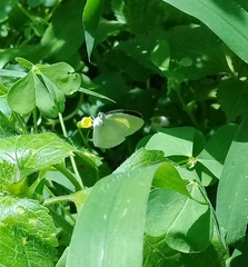 Eurema daira