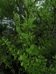 Erythroxylum havanense