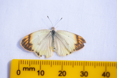 Colotis evagore