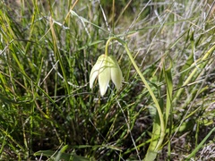 Fritillaria liliacea