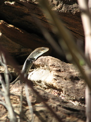 Liopholis personata