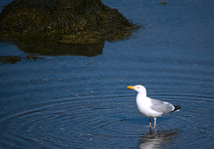 Larus argentatus image