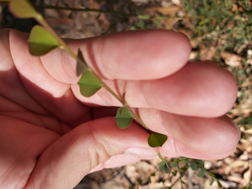 Image of Bossiaea rhombifolia by (c) Tim, some rights reserved (CC BY)